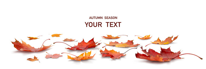 Fototapeta na wymiar Maple leaf isolated on white transparent background, autumn season concept