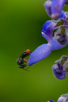 Australian native stingless bee (Tetragonula sp.) foraging on purple bush basil flower (Coleus graveolens) with large orange pollen basket, macro close-up