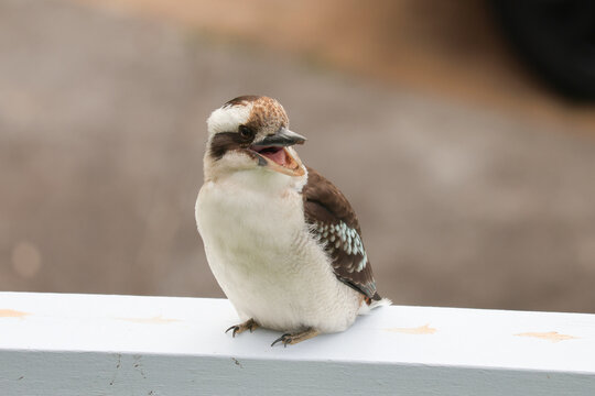 Laughing kookaburra (Dacelo novaeguineae) with its beak open while calling, perched against a soft natural background in New South Wales, Australia.