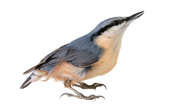 Eurasian nuthatch bird with blue grey back and orange brown belly