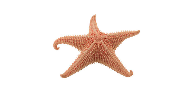 Orange spiny starfish with five arms and textured surface