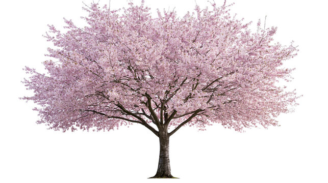 Full blooming cherry blossom tree with pink flowers and textured brown trunk