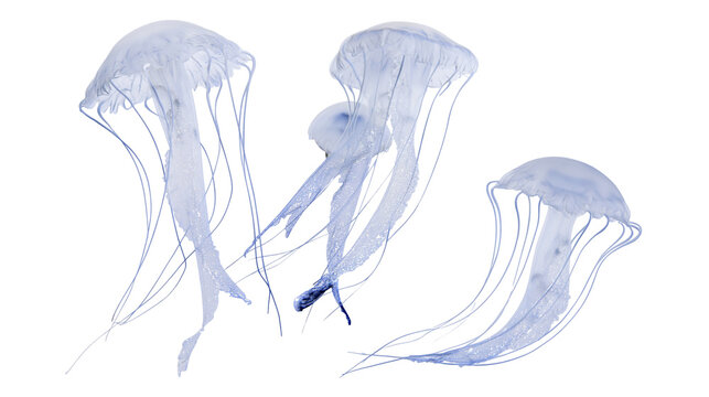 Three translucent blue jellyfish with long flowing tentacles swimming