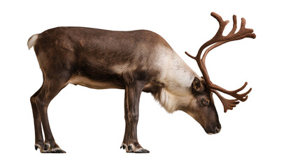 Adult reindeer with large antlers standing and grazing © Lena