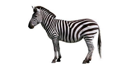 Obraz premium Full body side view of a standing zebra with black and white striped coat