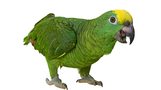 Yellow-crowned Amazon parrot with vibrant green plumage and open beak