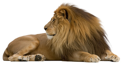 Majestic male lion with thick brown mane lying down in profile view © Alex