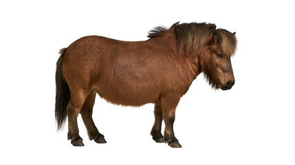 Brown Shetland pony standing in profile with thick mane and furry coat © Alex