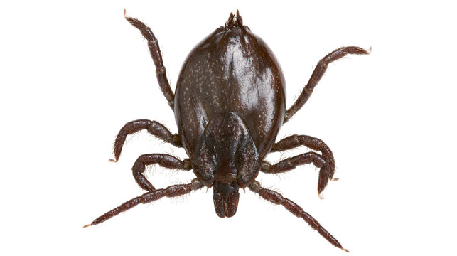 Dark brown engorged deer tick with eight legs and shiny chitinous exoskeleton