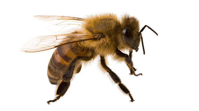 Detailed macro shot of a fuzzy honey bee with translucent wings and striped body