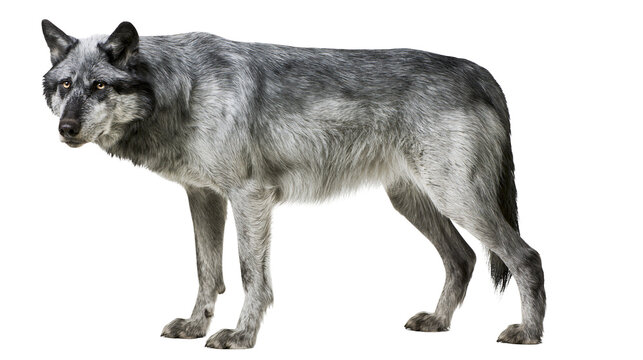 Full body side view of a majestic grey wolf standing with alert expression