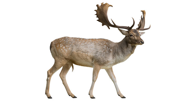 Adult male fallow deer with large palmate antlers standing in profile