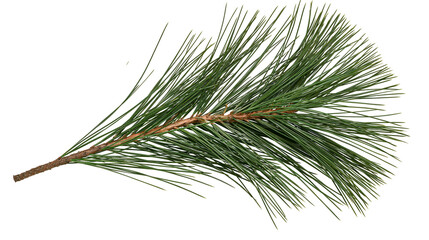 Fresh green pine tree branch with long needles and brown woody stem © Alex