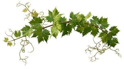 Fresh green grapevine branch with serrated leaves and curling tendrils © Alex