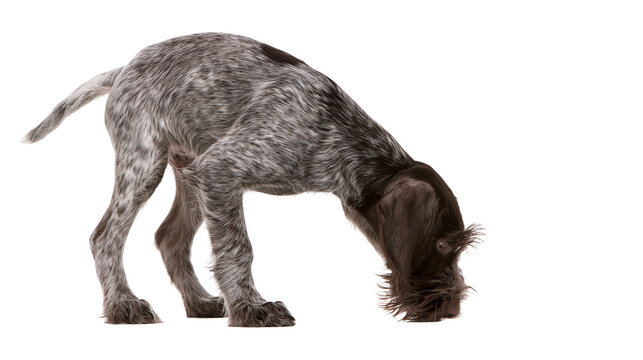 German Wirehaired Pointer puppy sniffing the ground