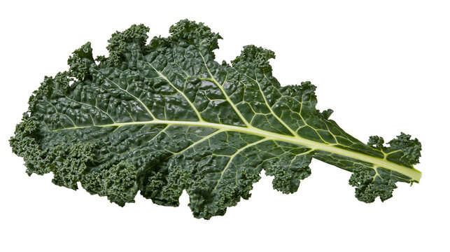 Fresh dark green curly kale leaf with prominent white veins and textured surface
