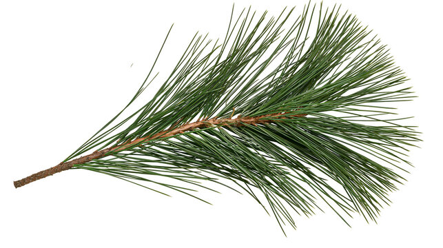 Fresh green pine tree branch with long needles and brown woody stem