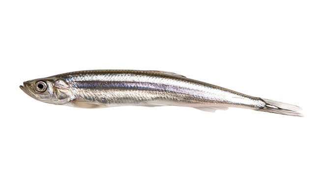 Fresh raw silver anchovy fish with shiny scales and dark lateral stripe
