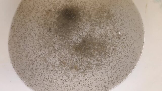 Barramundi D1 larvae swimming in a commercial hatchery tank, representing early stage fish breeding and aquaculture production.