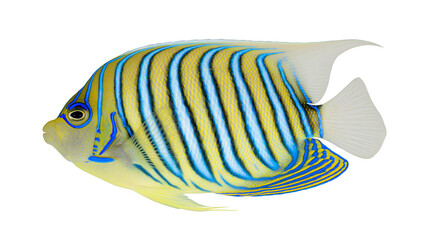 Blue and yellow striped angelfish with white tail fin © Alex