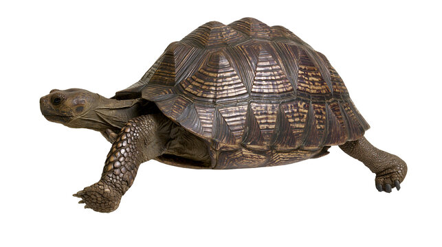 Radiated tortoise with high domed patterned shell and textured scaly skin