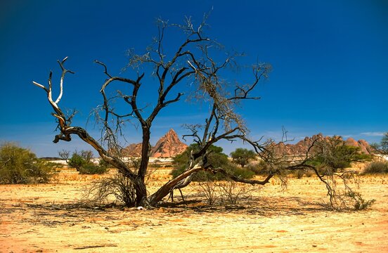 joshua tree national park