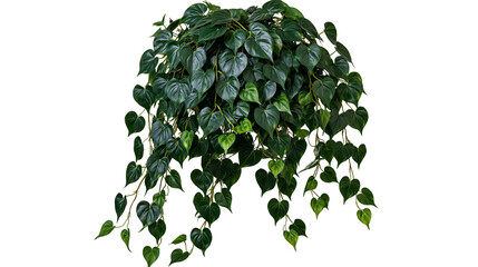Lush cascading heart shaped green leaves of a trailing philodendron plant © Veikko