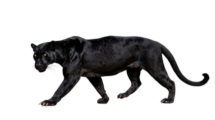 Obraz premium Majestic black panther walking with intense yellow eyes and sleek dark fur