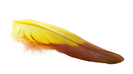 Vibrant yellow and brown gradient bird feather with soft downy base © Veikko