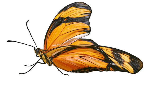 Vibrant orange and black longwing butterfly with delicate patterned wings