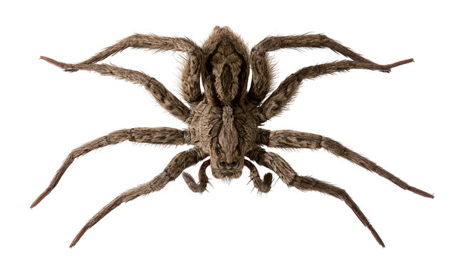 Large brown hairy wolf spider with long legs and detailed body patterns