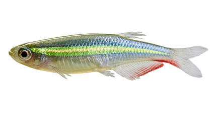 Green neon tetra fish with iridescent horizontal stripe and red tail fin © Veikko