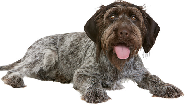 German Wirehaired Pointer dog with brown and grey shaggy fur lying down