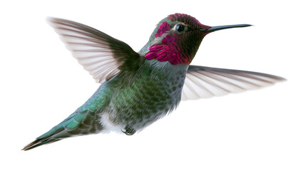 Anna s hummingbird in flight with iridescent magenta throat and green feathers © Veikko