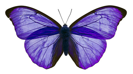 Vibrant purple butterfly with translucent wings and dark veins © Veikko