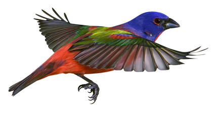 Fototapeta premium Vibrant male painted bunting bird in flight with colorful plumage