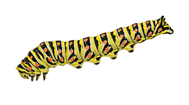 Black yellow and orange striped swallowtail butterfly caterpillar larva