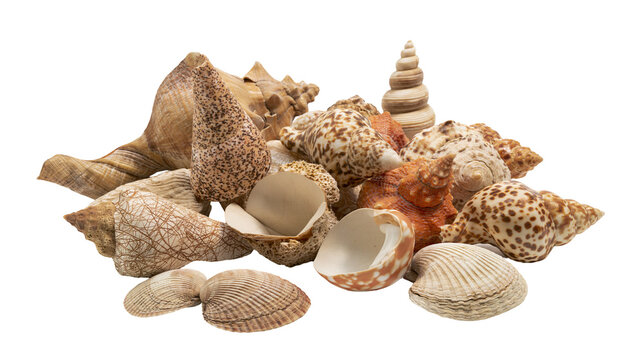 Assorted collection of various textured and patterned sea shells