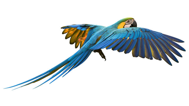 Blue and yellow macaw parrot flying with wings spread wide