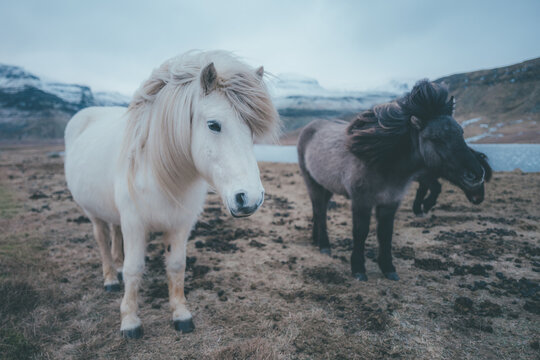 horse in the field