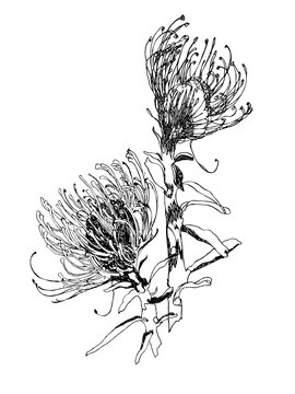Hand drawn original paper artwork of double protea flower pair on stem black ink liner sketch digitized isolated on transparent background