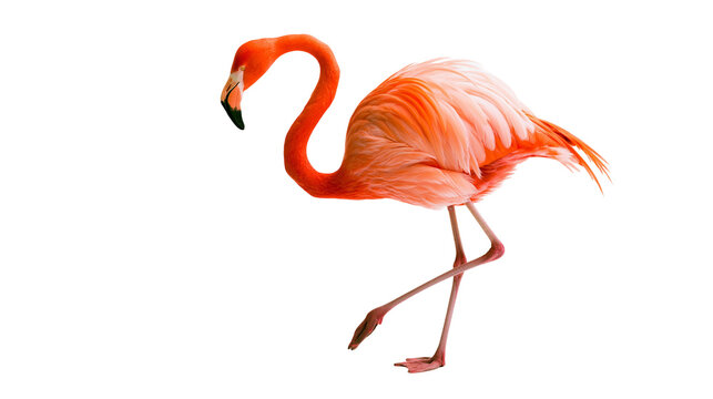 Vibrant pink flamingo standing on one leg with curved neck and black tipped beak