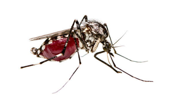 Blood-filled Aedes aegypti mosquito with black and white striped legs