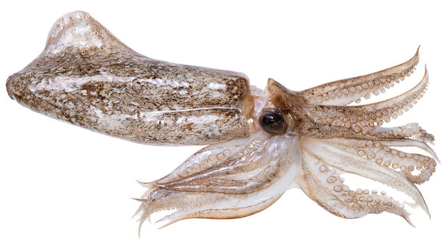 Fresh raw whole squid with mottled brown skin and visible tentacles and suckers
