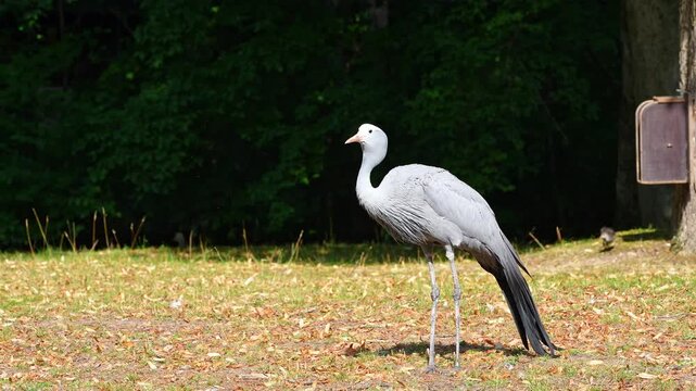 The Blue Crane, Grus paradisea, is an endangered bird specie endemic to Southern Africa. It is the national bird of South Africa
