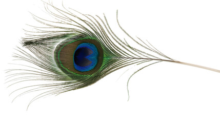 Iridescent peacock feather with vibrant blue and green eye pattern © Theodore