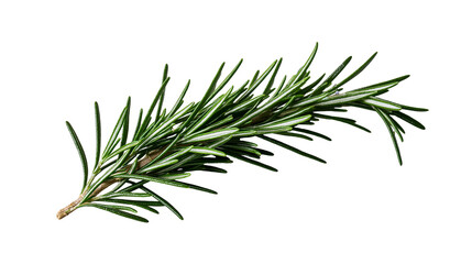 Fresh green rosemary herb sprig with needle like leaves © Theodore