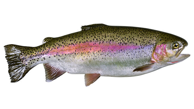 Rainbow trout fish with iridescent pink stripe and dark spotted skin pattern