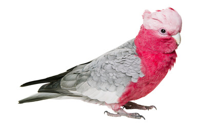 Galah cockatoo with pink chest and grey wings standing in profile © Theodore