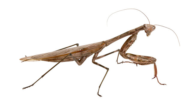 Brown praying mantis insect with long antennae and folded raptorial forelegs